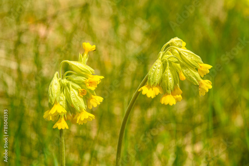 yellow flowers of common cowslip (Primula veris) aka cowslip primrose