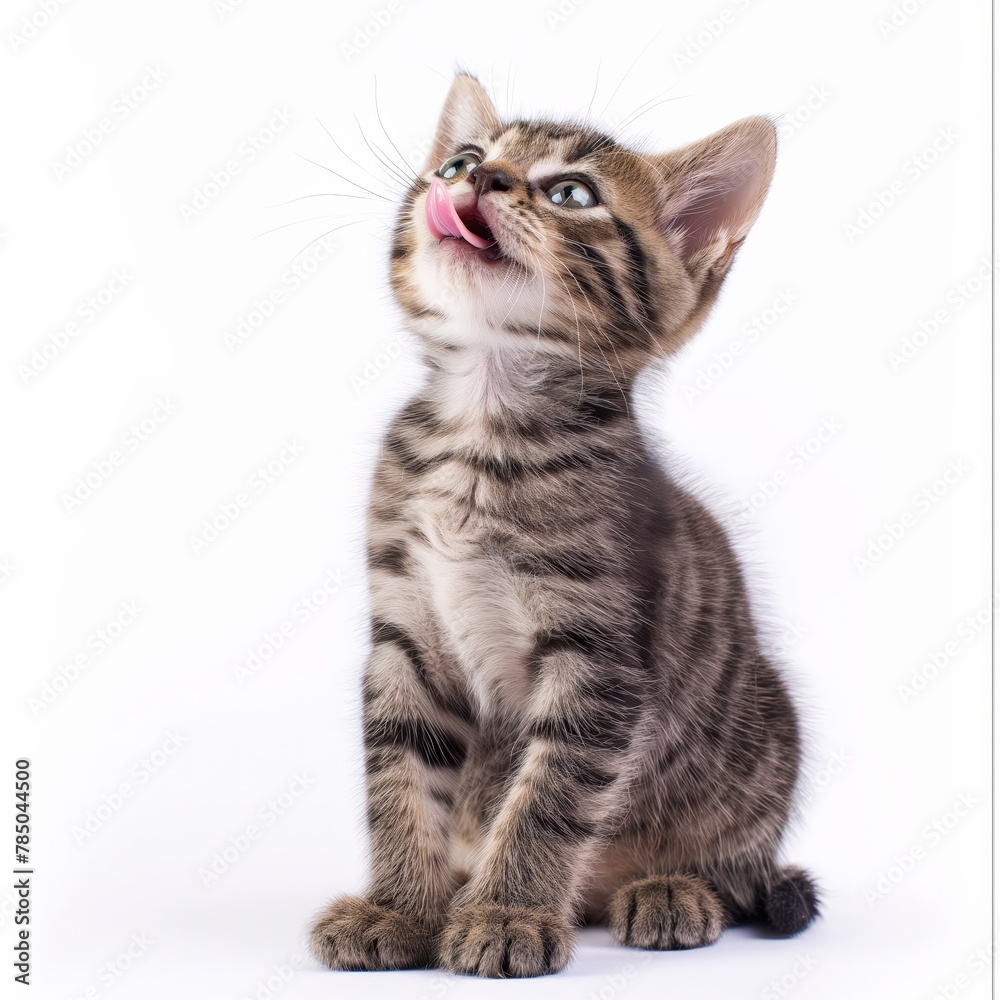 Adorable striped kitten with tongue out, looking up against white background.