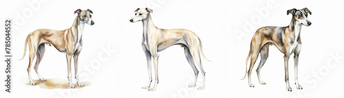 Three poised and elegant greyhounds presented in a watercolor style, capturing the breed's nobility and grace, isolated on a white background.