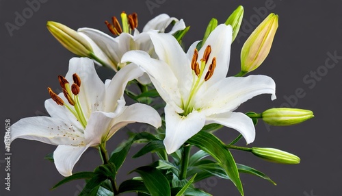 Stylish Floral Presentation: Cut Out of Blooming Lilies with Buds