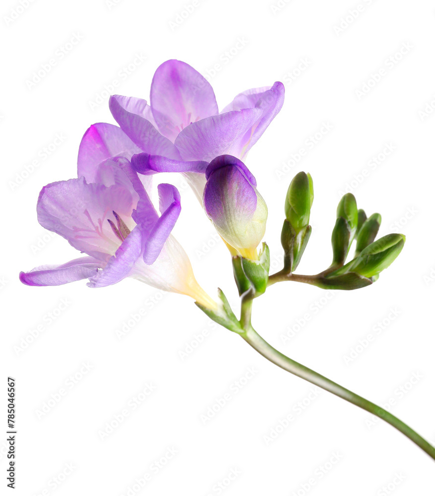 Beautiful violet freesia flower on white background Beautiful violet freesia flower on white background