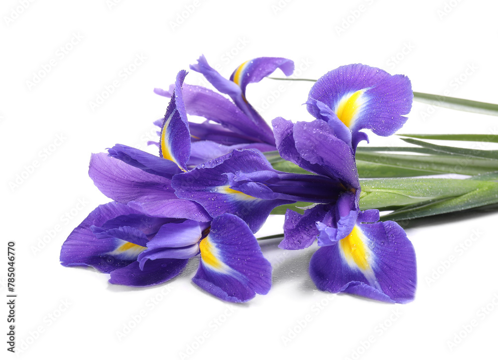 Naklejka premium Beautiful violet iris flowers with water drops isolated on white