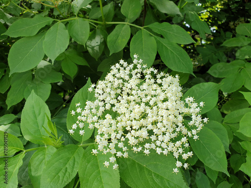 white flowers of Sambucus - elder or elderberry bush