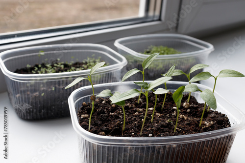 green seedlings of peppers in a plastic food box on the windowsill
