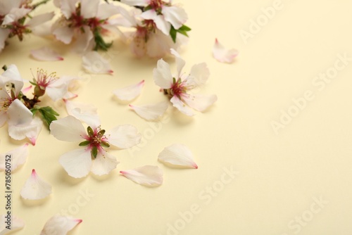 Fototapeta Naklejka Na Ścianę i Meble -  Spring blossoms and petals on beige background, closeup. Space for text
