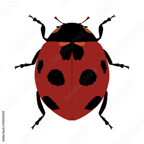 ladybug. Coccinellidae is a family of beetles. A predatory beetle with red elytra and black spots. Vector illustration.