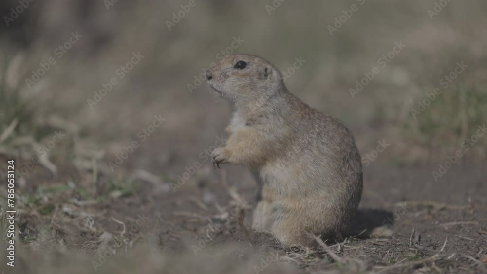 Funny gopher eating fresh grass, little ground squirrel or little suslik, Spermophilus pygmaeus in the family Sciuridae. Suslik in wildlife. ProRes 422, 10 bit ungraded C-LOG, Slow motion Funny gopher eating fresh grass, little ground squirrel or little suslik, Spermophilus pygmaeus in the family Sciuridae. Suslik in wildlife. ProRes 422, 10 bit ungraded C-LOG, Slow motion