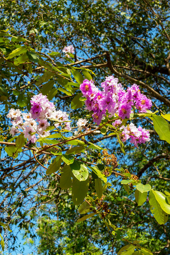 Bungor flower blooming