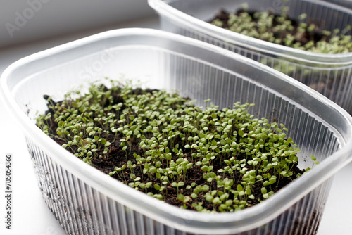 Fresh organic microgreens (baby greens). Seed sprouts are green. Vitamins Amino Acids Benefits Of Organic Superfood