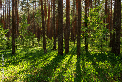 Sunset or sunrise in a pine forest with lilies of the valley blooming on the ground in spring. The sun among the trunks of pines. Springtime.