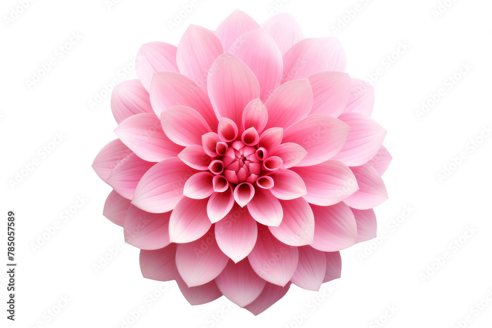 Blush Blossom: A Delicate Pink Flower Blooms Against a Pure White Canvas. On White or PNG Transparent Background.