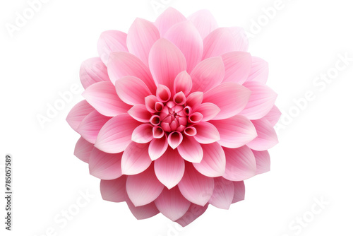 Blush Blossom: A Delicate Pink Flower Blooms Against a Pure White Canvas. On White or PNG Transparent Background.