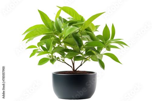 Whispers of Nature  A Lush Potted Plant in Serene White Space. On White or PNG Transparent Background.