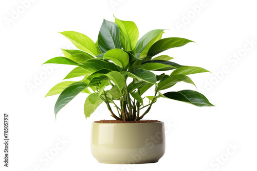 Verdant Serenity: A Tranquil Potted Plant Amidst a Blank Canvas. On White or PNG Transparent Background.