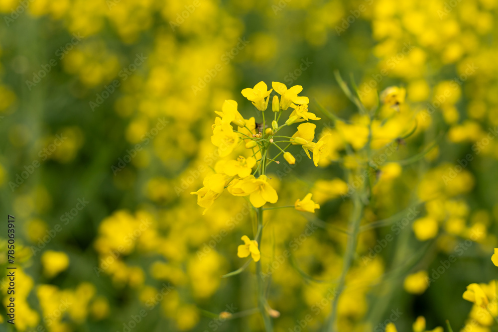 Fototapeta premium A stalk of rapeseed with yellow flowers against the background of a blurred yellow rapeseed field. Rapeseed flower close up