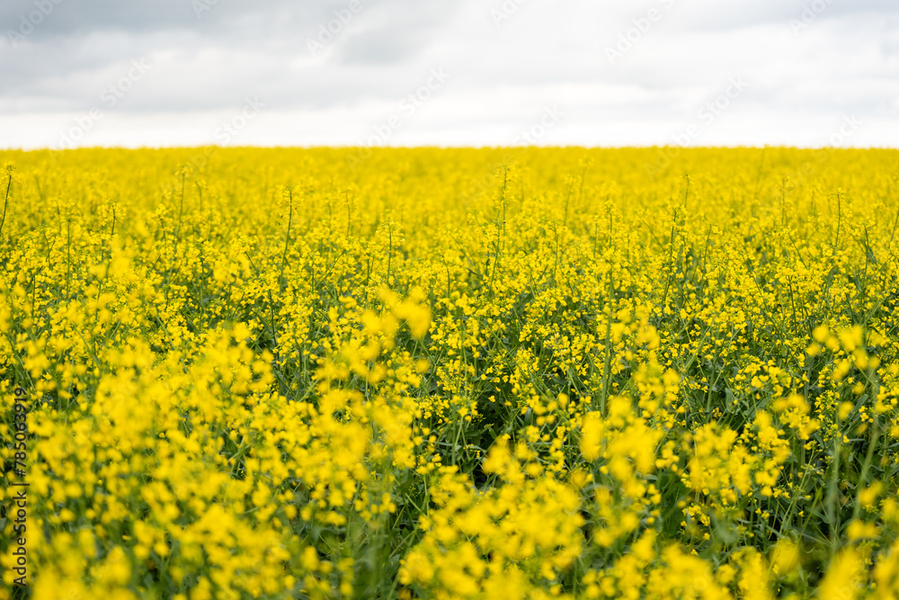 Yellow rapeseed field on a cloudy day. Rapeseed field in bloom. Yellow rapeseed field on a cloudy day. Rapeseed field in bloom.