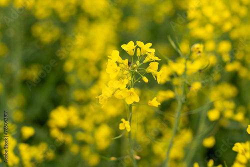A stalk of rapeseed with yellow flowers against the background of a blurred yellow rapeseed field. Rapeseed flower close up