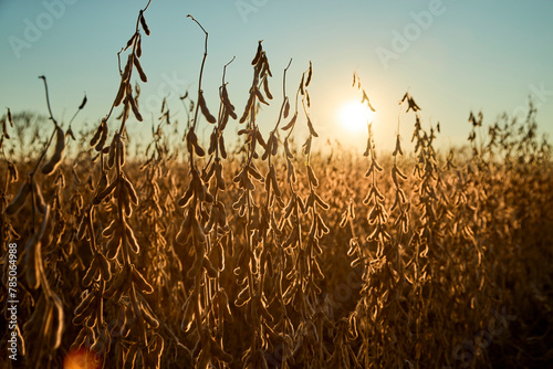 Ripe soybean crops in field at sunset photo