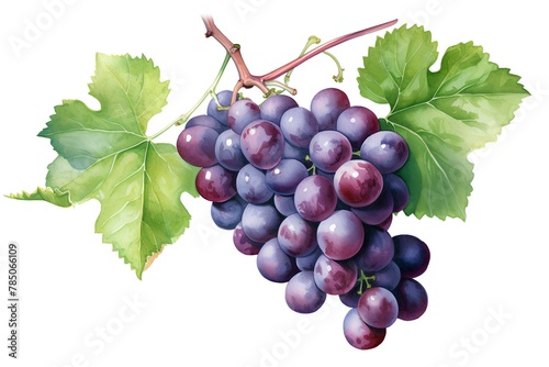 Bunch of red grapes with leaves isolated on white background. Watercolor illustration.