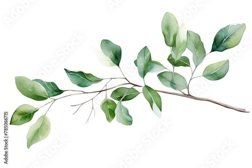 Watercolor eucalyptus branch with leaves. Hand painted illustration on white background