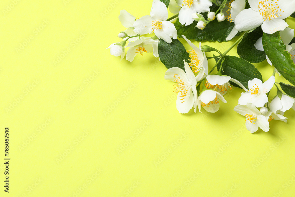 Jasmine branches on yellow background, space for text Jasmine branches on yellow background, space for text