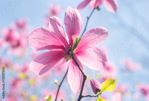 Magnolia flower with pink petals blooming in spring fabulous garden, mysterious fairy tale springtime floral natural background with magnoliaceae bloom, beautiful botanical nature landscape.