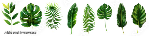 collection of green tropical monstera, palm, leaves isolated, cut out clipping path PNG photo