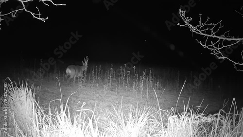 Ein Rehbock in der Nacht läuft in ein Rapsfeld photo