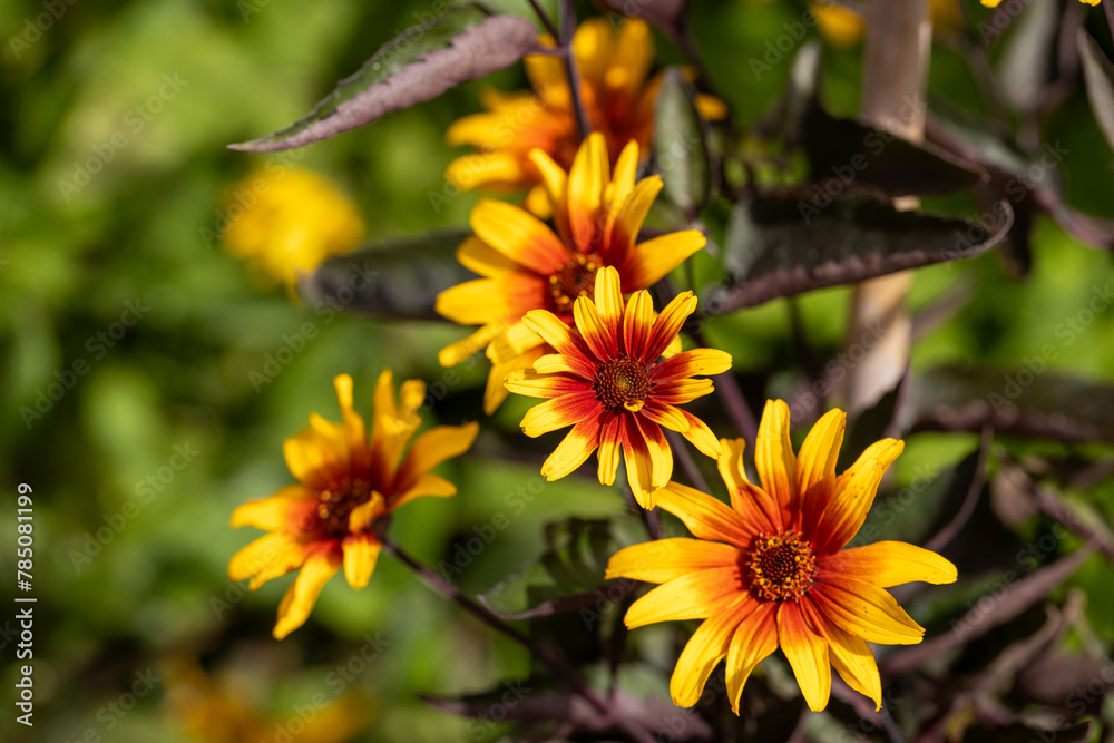 The red and orange false sunflower, Heliopsis helianthoides 'Bleeding Hearts' in bloom. The red and orange false sunflower, Heliopsis helianthoides 'Bleeding Hearts' in bloom.