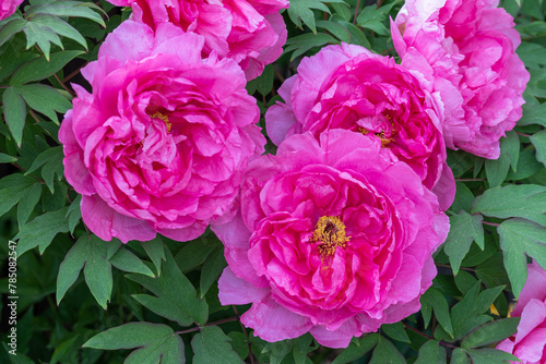 pink Strauchpfingstrose Paeonia suffruticosa Makro photo
