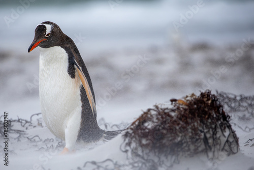 A Gentoo penguin (pygoscelis papua) on a beach in a sand storm.