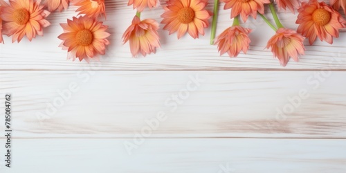 Beautiful peach cornflower flowers on a white wooden background  in a top view with copy space for text