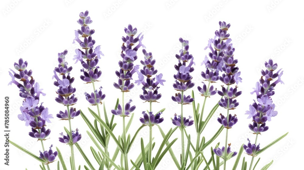 Naklejka premium Lavender. Generative AI
