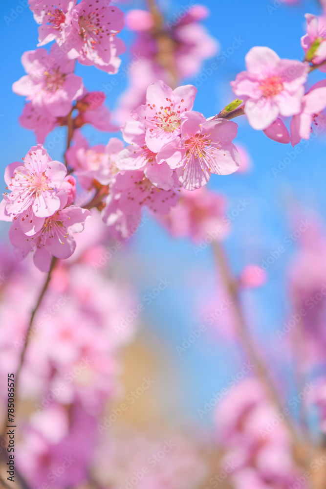 Beautiful peach blossom flowers in spring