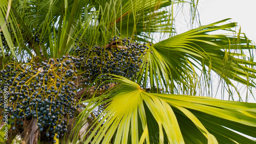 Fruits of a palm tree, specie Livistona benthamii, bottoml view.