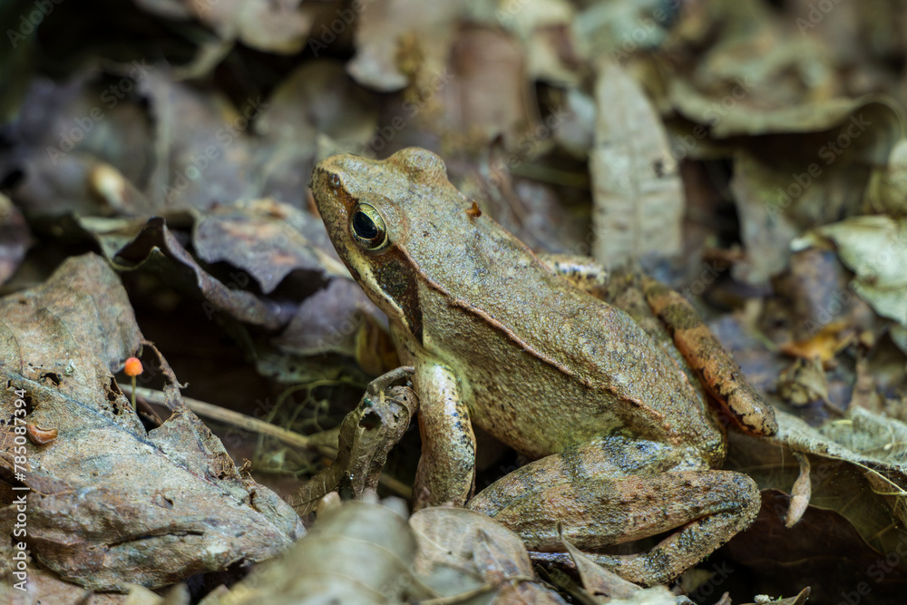Agile frog (Rana dalmatina), small European amphibian in the genus Rana of the true frog family, Ranidae. Agile frog (Rana dalmatina), small European amphibian in the genus Rana of the true frog family, Ranidae.