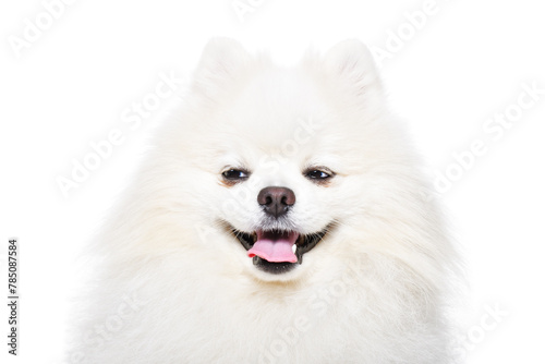 Portrait of a cunning Pomeranian Spitz looking to the side, isolated on a white background © sonsedskaya