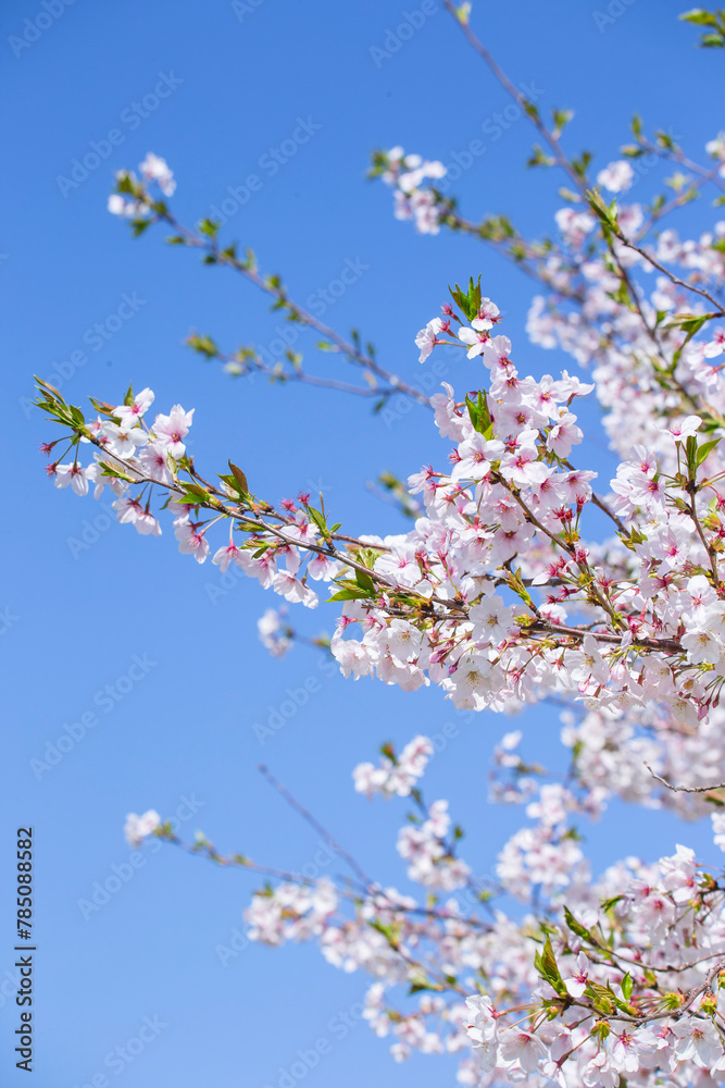 満開を迎えた桜の花 ソメイヨシノ 満開を迎えた桜の花 ソメイヨシノ