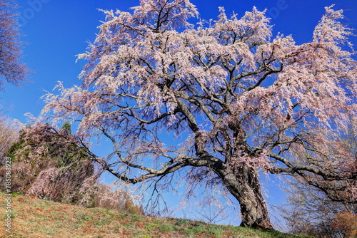 五斗蒔田桜