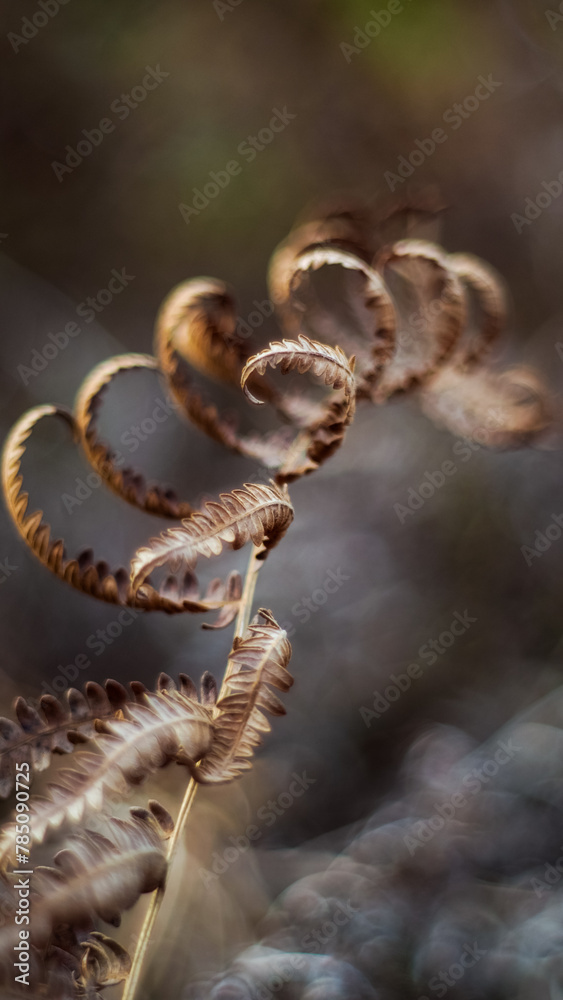 Macro de fougères et de bruyères, dans la forêt des Landes de Gascogne, à l'approche de l'automne