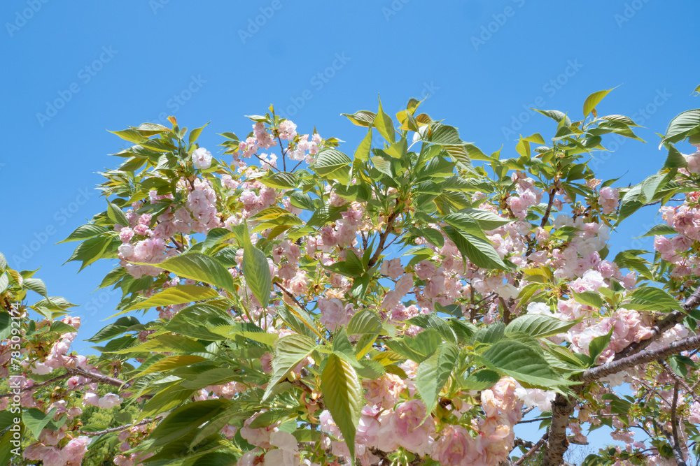 青空に映える鬱金桜 青空に映える鬱金桜