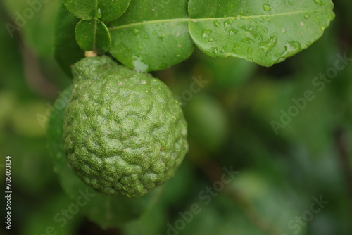 close up of a bergamot fruit on tree 