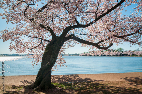 The Tidal Basin on the Mall at the National Cherry Blossom Festival in Washington D.C.