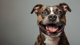 Brindle Boxer dog looking content with tongue out on a grey background
