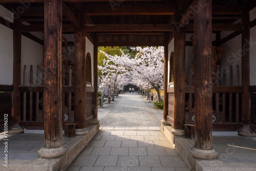 日本の春のお寺風景