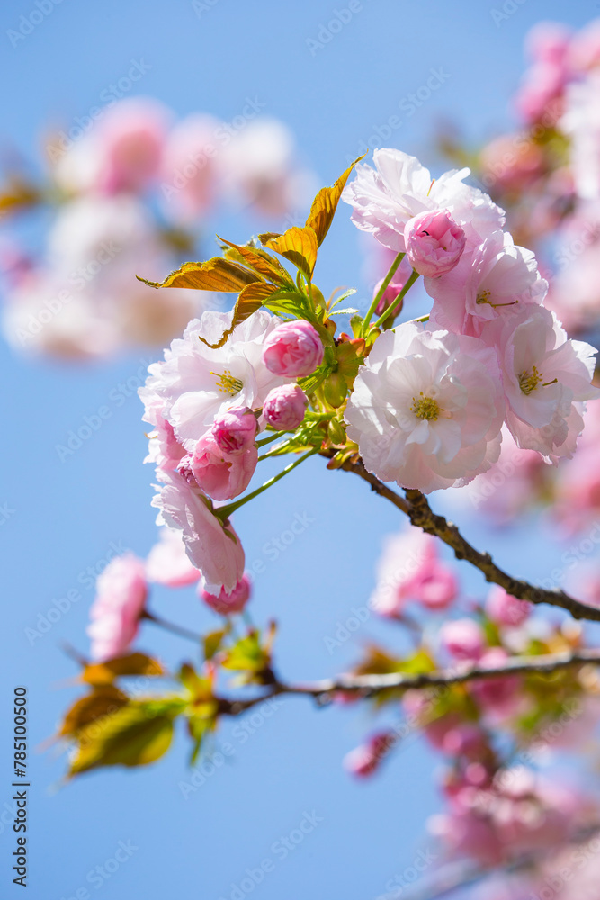 咲き始めの八重桜の花 ヤエザクラ 咲き始めの八重桜の花 ヤエザクラ