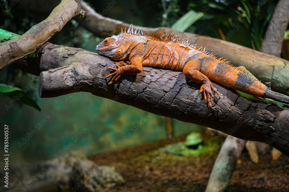 Fototapeta premium Orange iguana basking on tree branch in tropical setting