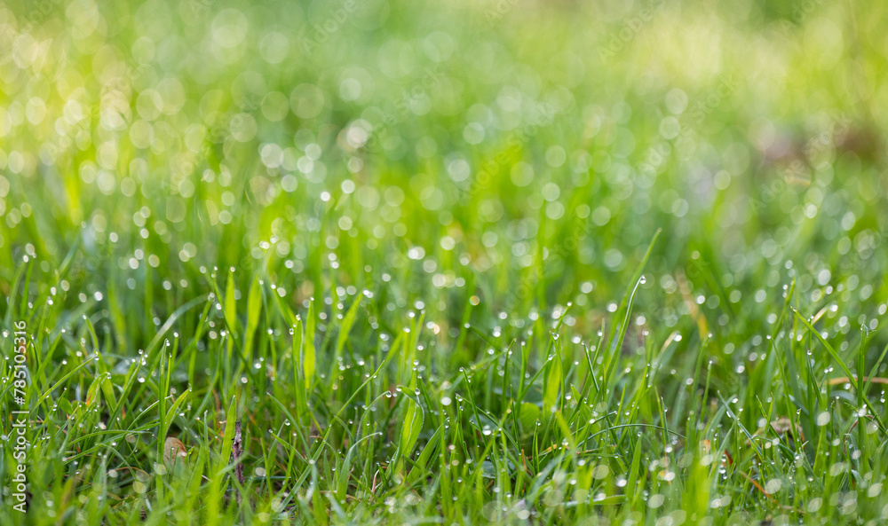 dew on the grass in the morning