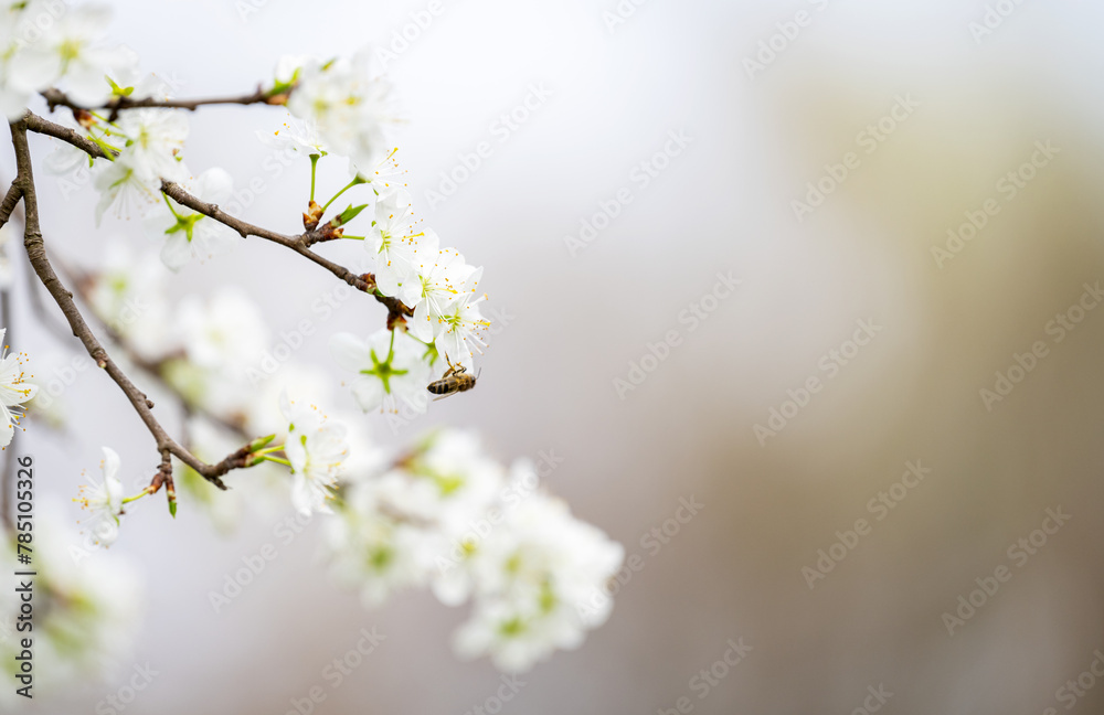 cherry blossoms on a tree in spring cherry blossoms on a tree in spring