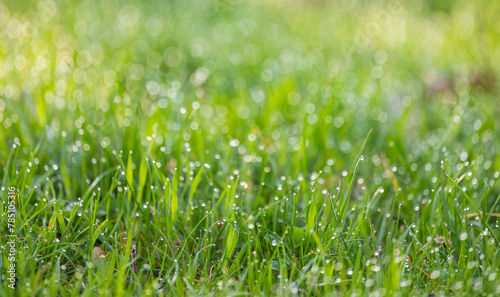 dew on the grass in the morning